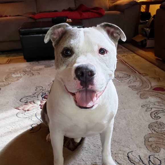 Meet your Posher, Posh - Picture 1 of 6